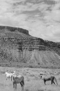 wild horses southwestern colorado, ute mountain tribal park tours, southwestern colorado, mesa verde travel ideas